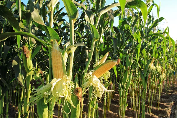 Maize Seeds - High Yield