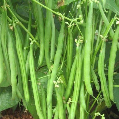 Beans Seeds - Green Beans