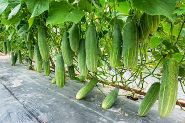 Cucumber Seeds - Summer Crop