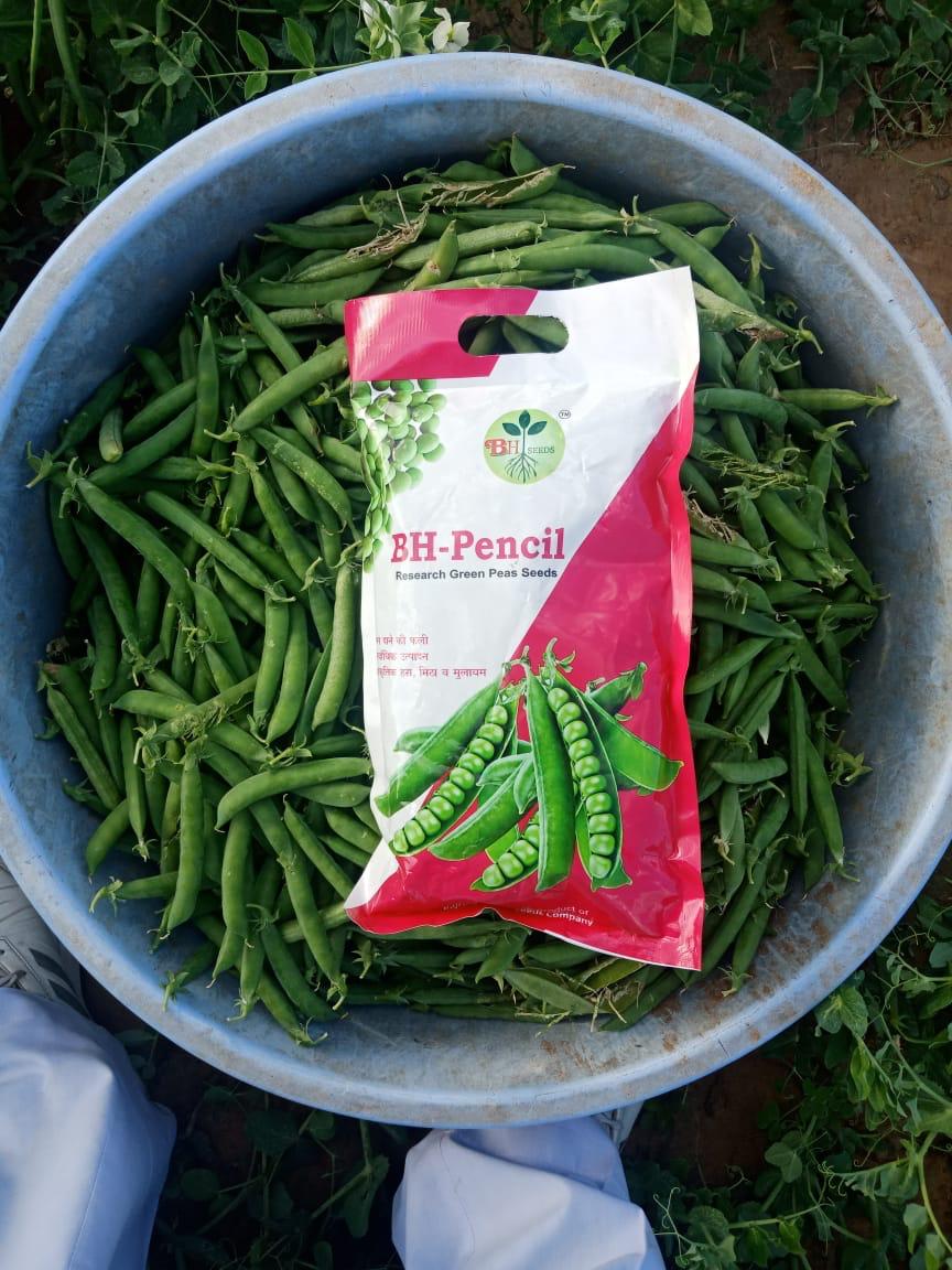 Peas Seeds - Garden Peas